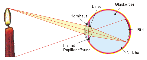 Bildentstehung im Auge